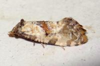 Neocochylis molliculana