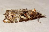 Phtheochroa rugosana