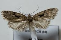 Semioscopis steinkellneriana