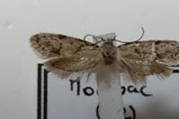 Symmoca signatella