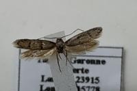 Symmocoides oxybiella