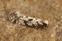 Nemapogon agenjoi