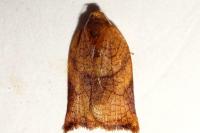 Archips podana