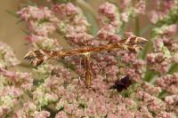 Oxyptilus pilosellae