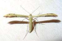 Adaina microdactyla