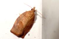 Pandemis heparana
