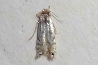 Phyllocnistis