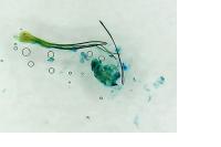 Recurvaria leucatella