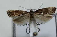 Acrolepiopsis assectella