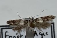 Recurvaria leucatella