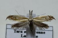 Holoscolia huebneri