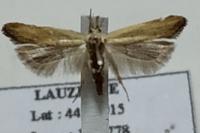 Mesophleps silacella