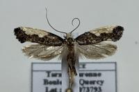 Monopis monachella