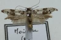 Enolmis acanthella
