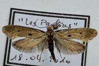 Tinea trinotella
