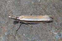 Pleurota aristella