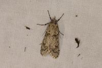 Diurnea fagella