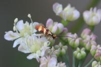 Micropterix aglaella