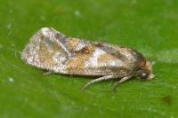 Gynnidomorpha vectisana