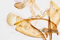 Coleophora amellivora