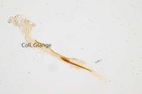 Coleophora amellivora