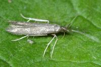 Coleophora albitarsella