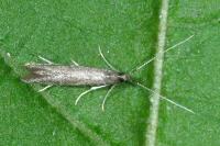 Coleophora albitarsella