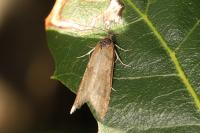 Tortricodes alternella