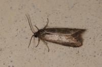 Tortricodes alternella