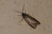 Tortricodes alternella