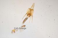 Coleophora alticolella
