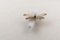 Coleophora pennella