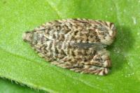 Gypsonoma minutana