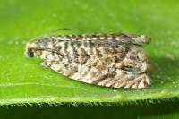 Gypsonoma minutana