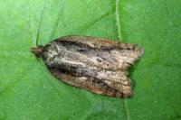 Acleris umbrana