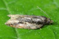 Acleris umbrana
