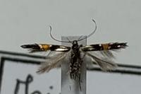 Cosmopterix orichalcea