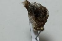 Coleophora kuehnella