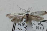 Coleophora kuehnella