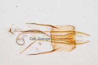 Coleophora caespititiella