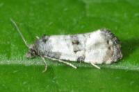 Cochylichroa atricapitana