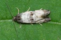 Cochylichroa atricapitana