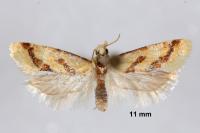 Aethes bilbaensis