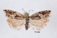 Ancylis sparulana