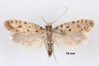 Ateliotum petrinella