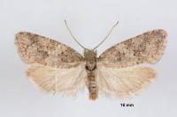 Cnephasia incertana