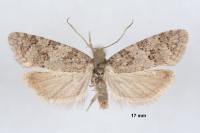 Cnephasia incertana