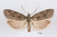 Cnephasia incertana