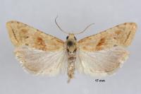 Cochylimorpha straminea