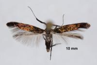 Coleophora hieronella